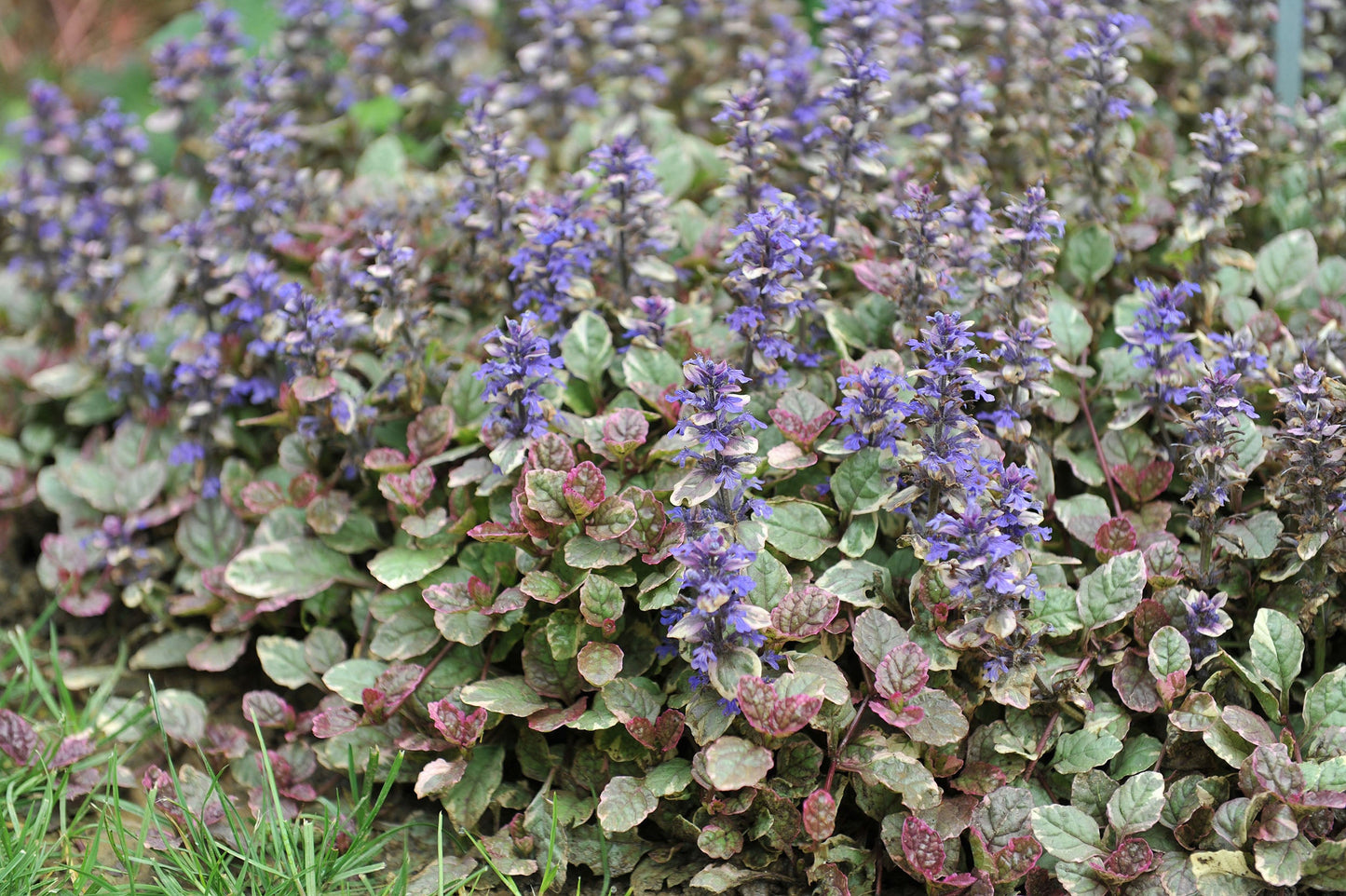 Ajuga Reptans Variegated - Bog Pond Plants - BP004
