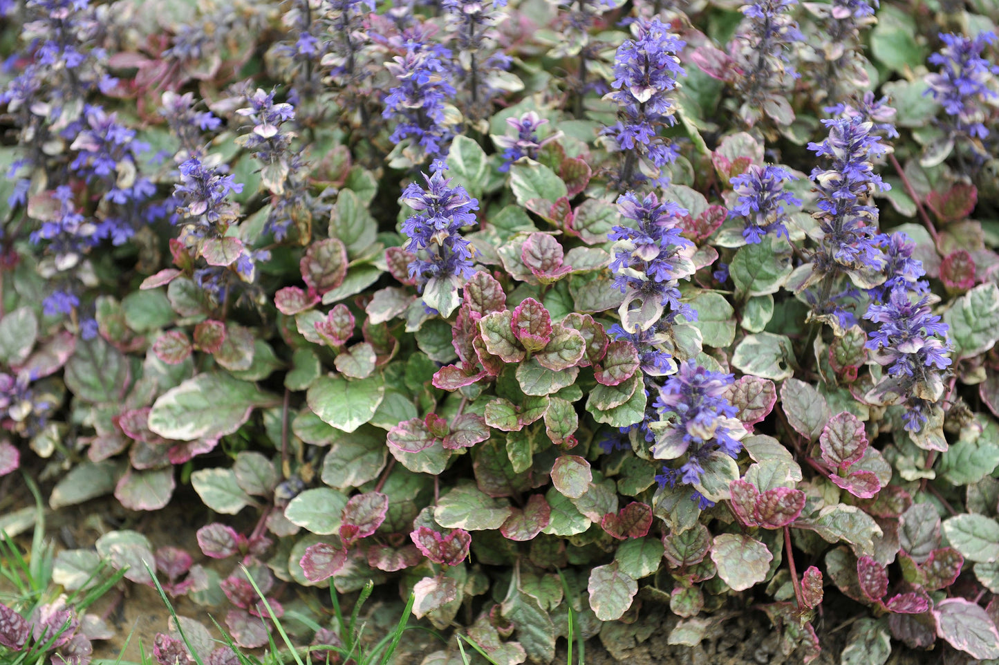 Ajuga Reptans Variegated - Bog Pond Plants - BP004