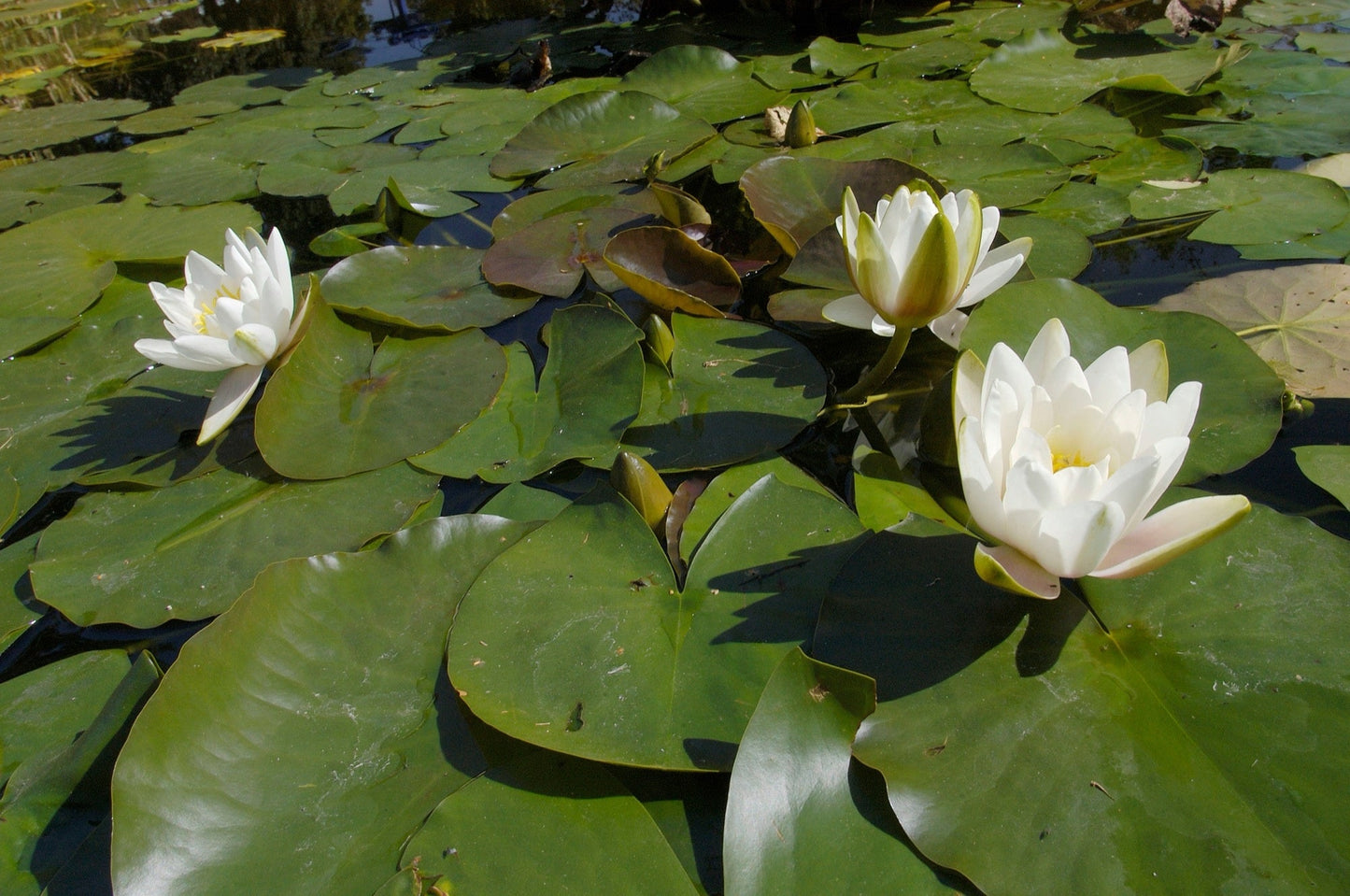 Alba Water Lily - Pond Plants - VLW01