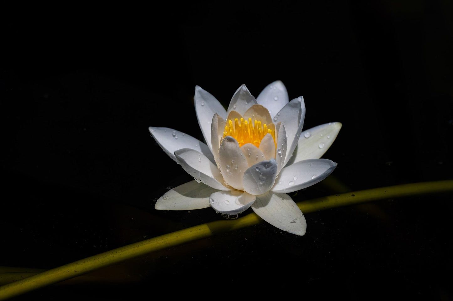 Alba Water Lily - Pond Plants - VLW01