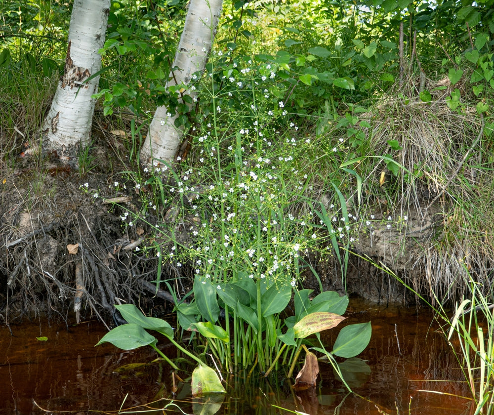 Alisma parviflorum (American Plantain) - Marginal Pond Plants - MP007
