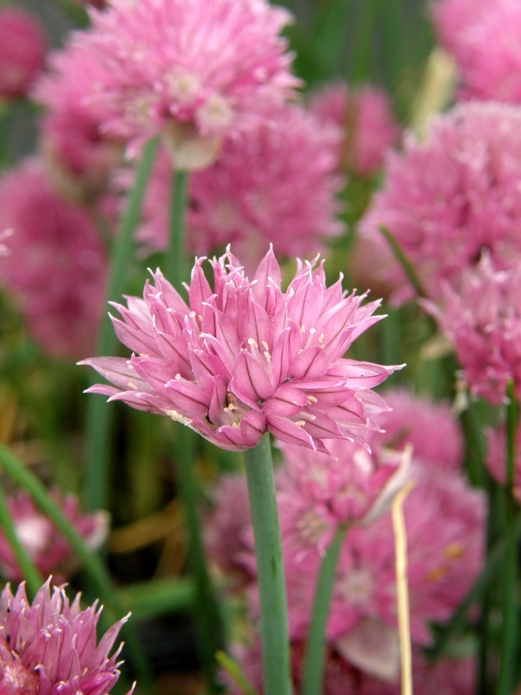 Allium schoenoprasum (Chives) - Bog Pond Plants - BP005