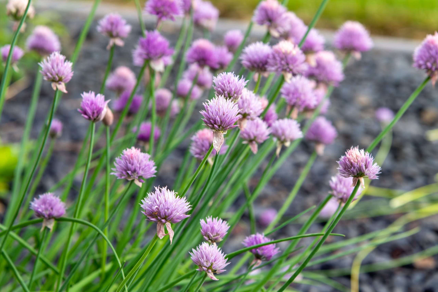 Allium schoenoprasum (Chives) - Bog Pond Plants - BP005