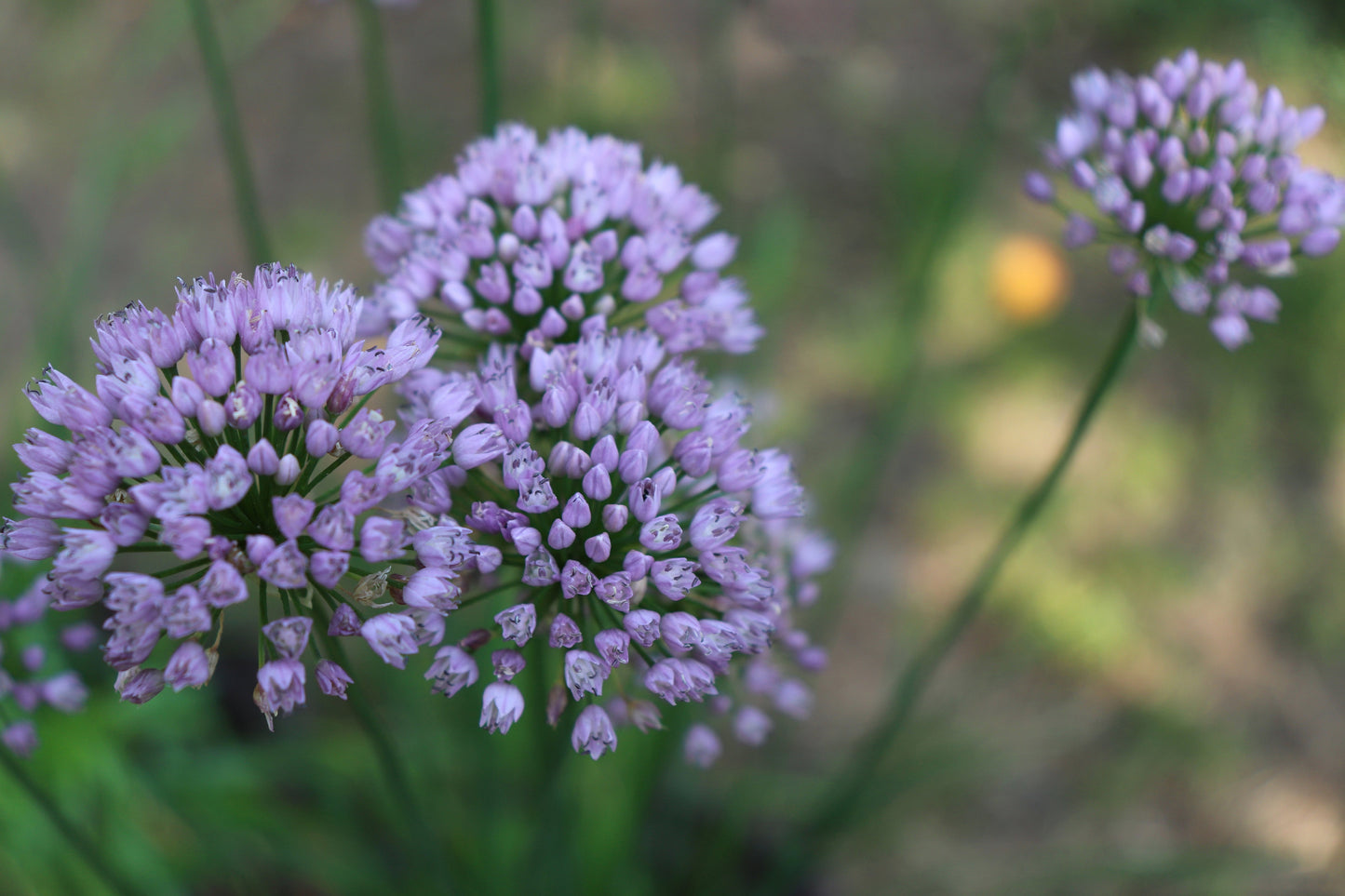 Allium angulosum (Chives) - Bog Pond Plants - BP005A