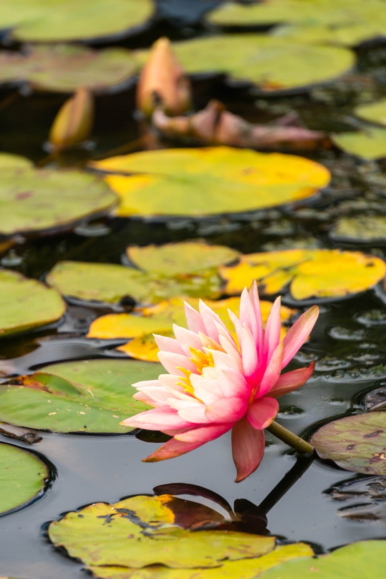 Amabilis Water Lily - Pond Plants - VLW02