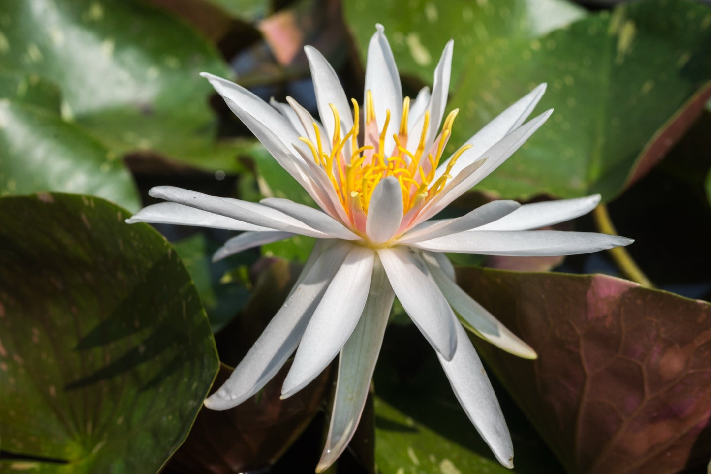 Arc-En-Ciel Water Lily - Pond Plants - LW01