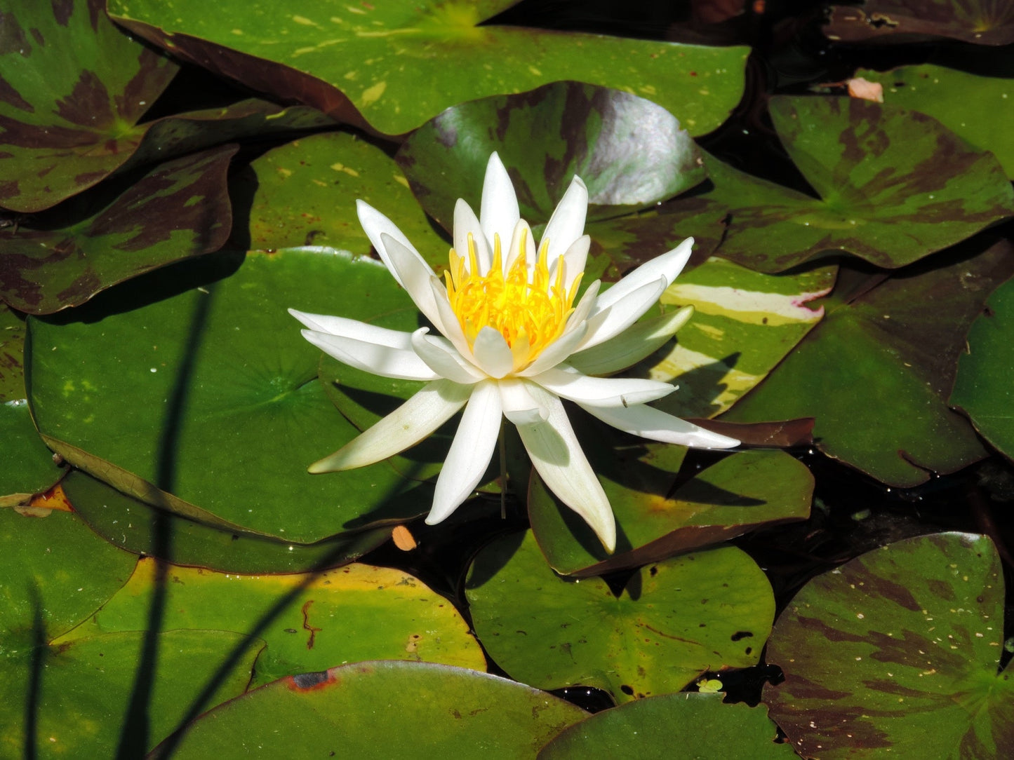 Arc-En-Ciel Water Lily - Pond Plants - LW01
