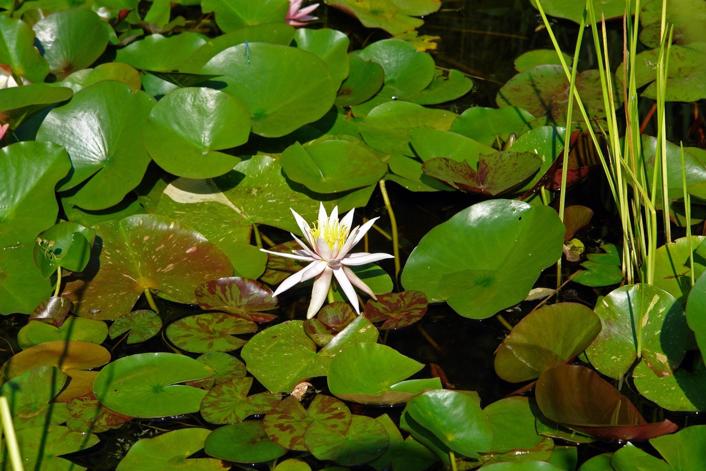 Arc-En-Ciel Water Lily - Pond Plants - LW01