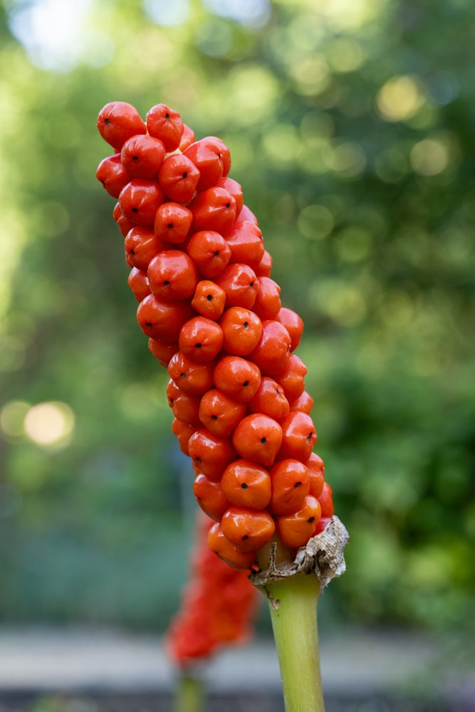 Arum italicum - Bog Pond Plants - BP009