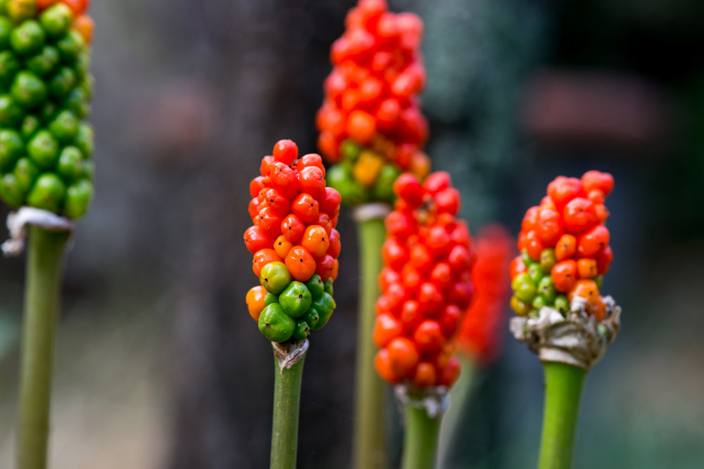 Arum italicum - Bog Pond Plants - BP009