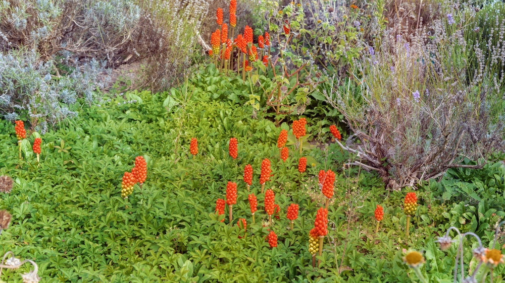 Arum italicum - Bog Pond Plants - BP009