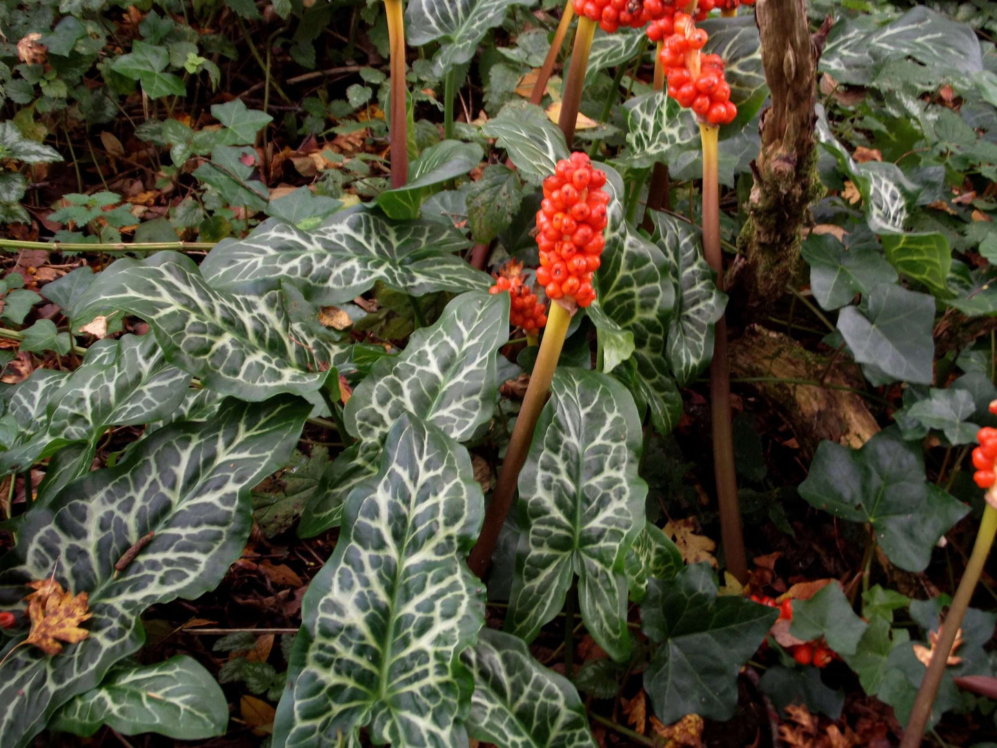 Arum italicum - Bog Pond Plants - BP009