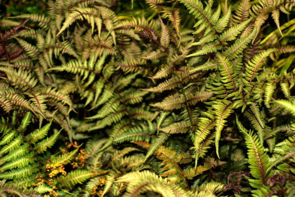 Athyrium niponicum 'Metallicum' - Bog Pond Plants - BP016