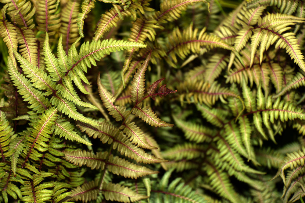 Athyrium niponicum 'Metallicum' - Bog Pond Plants - BP016