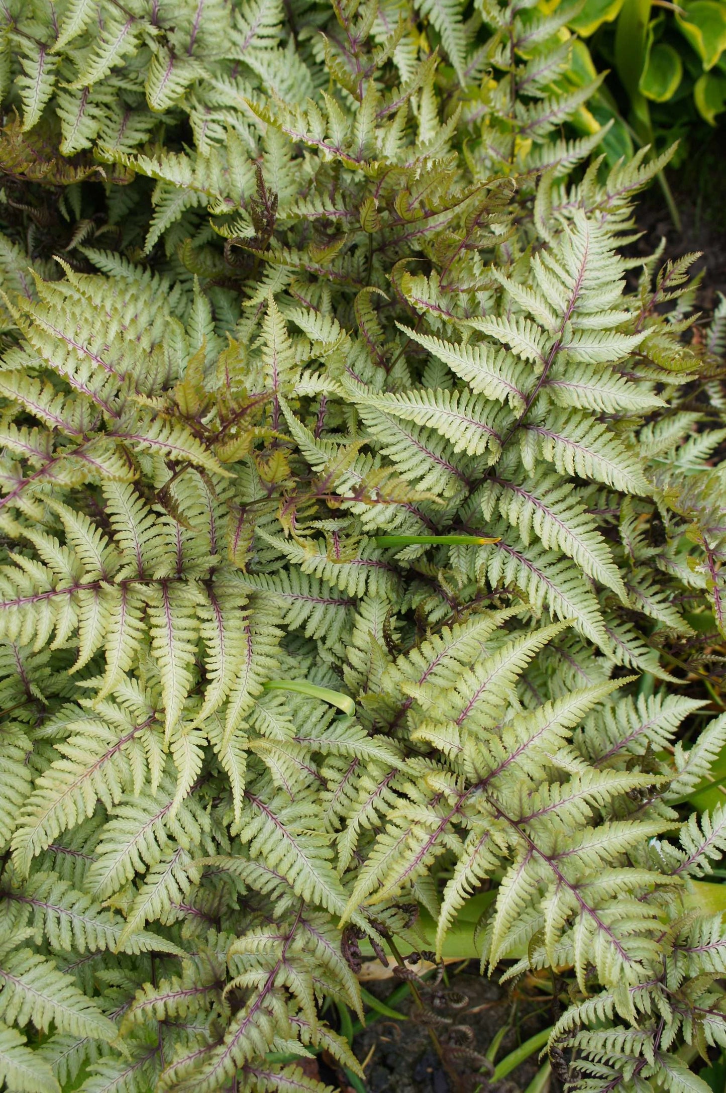 Athyrium niponicum 'Metallicum' - Bog Pond Plants - BP016