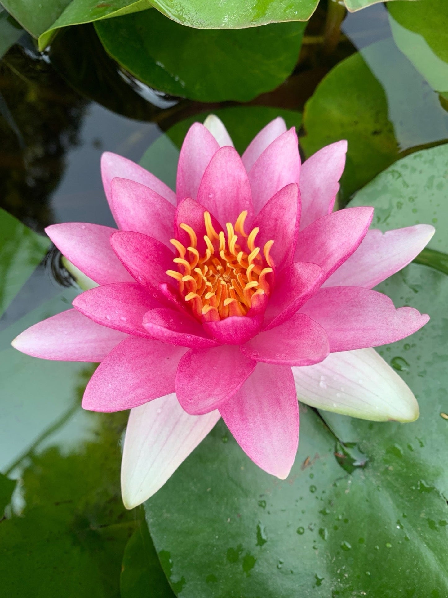 Attraction Water Lily - Pond Plants - LW02