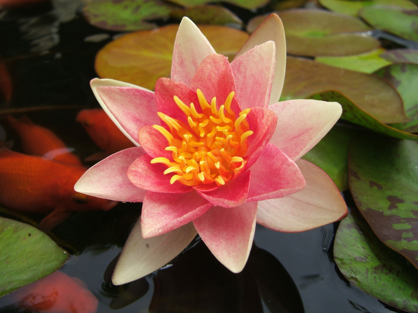 Aurora Water Lily - Pond Plants - MW04