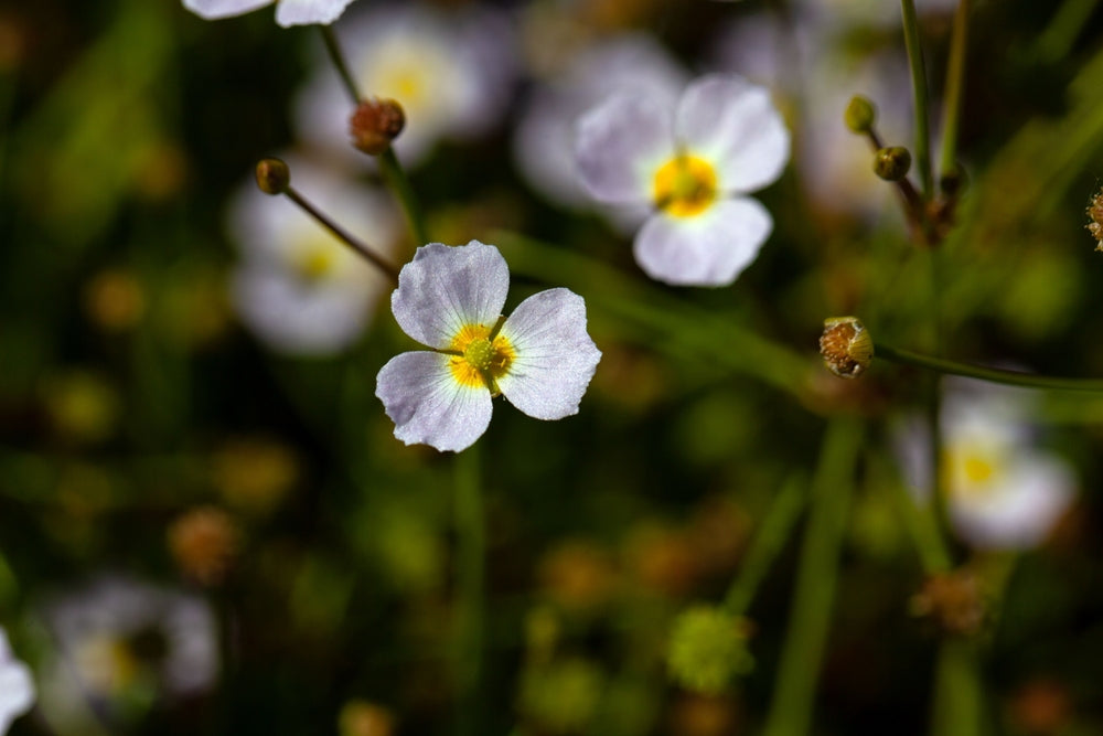 Baldellia ranunculoides (Lesser water plaintain) - Marginal Pond Plants - MP010