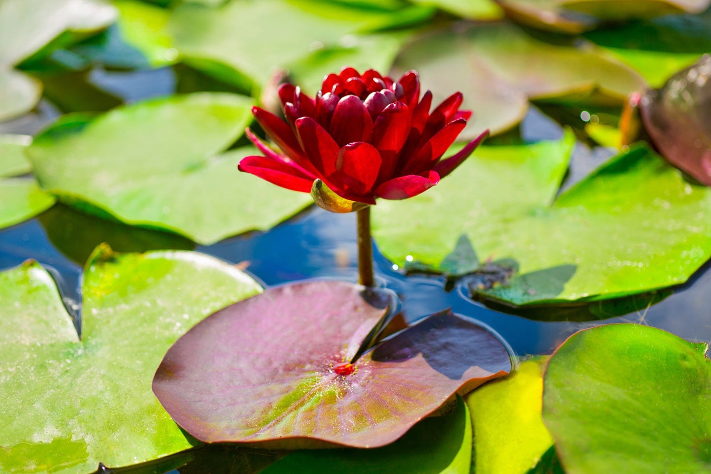 Black Princess Water Lily - Pond Plants - MW31