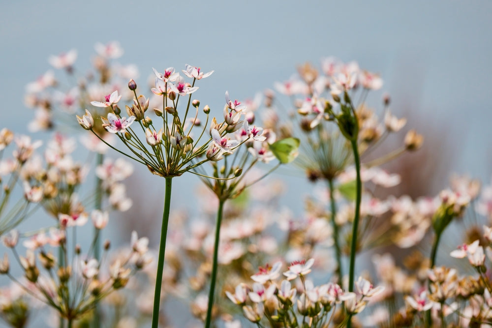 Butomus umbellatus (Flowering rush) - Marginal Pond Plants - MP011