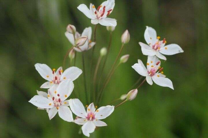 Butomus umbellatus  'Schneeweisschen' - Marginal Pond Plants - MP012