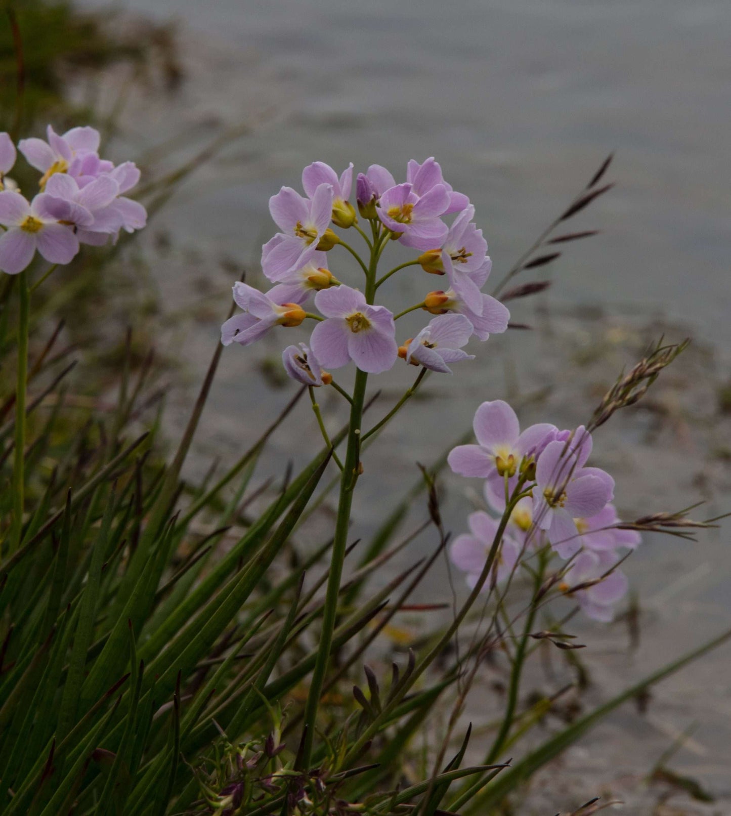 Cardamine pratensis (Lady's smock) - Marginal Pond Plants - MP019