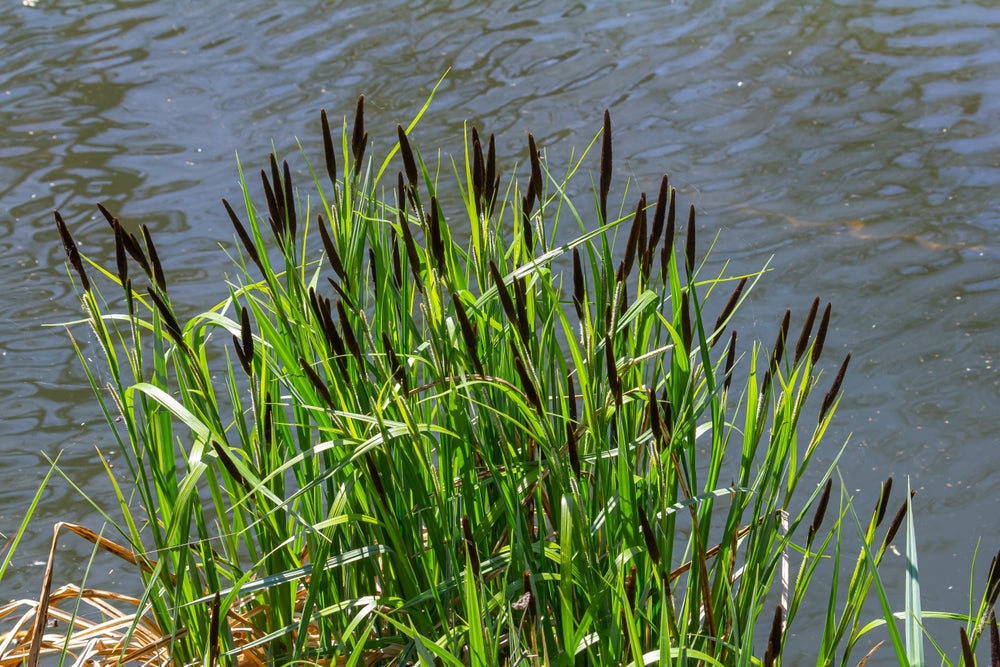 Carex acuta (Slender-tufted sedge) - Marginal Pond Plants  - MP020