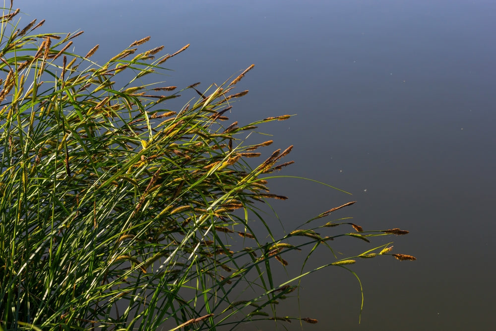 Carex acuta (Slender-tufted sedge) - Marginal Pond Plants  - MP020