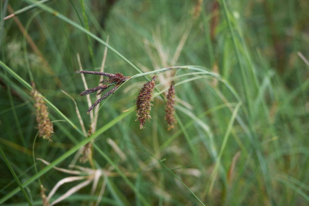 Carex flacca - Bog Pond Plants - BP022