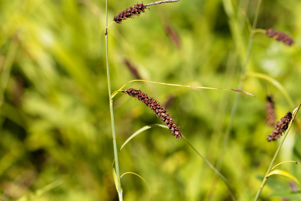 Carex flacca - Bog Pond Plants - BP022
