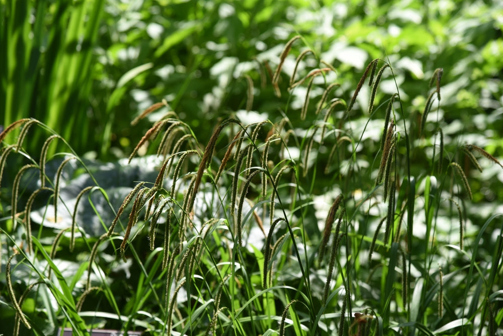Carex flacca - Bog Pond Plants - BP022