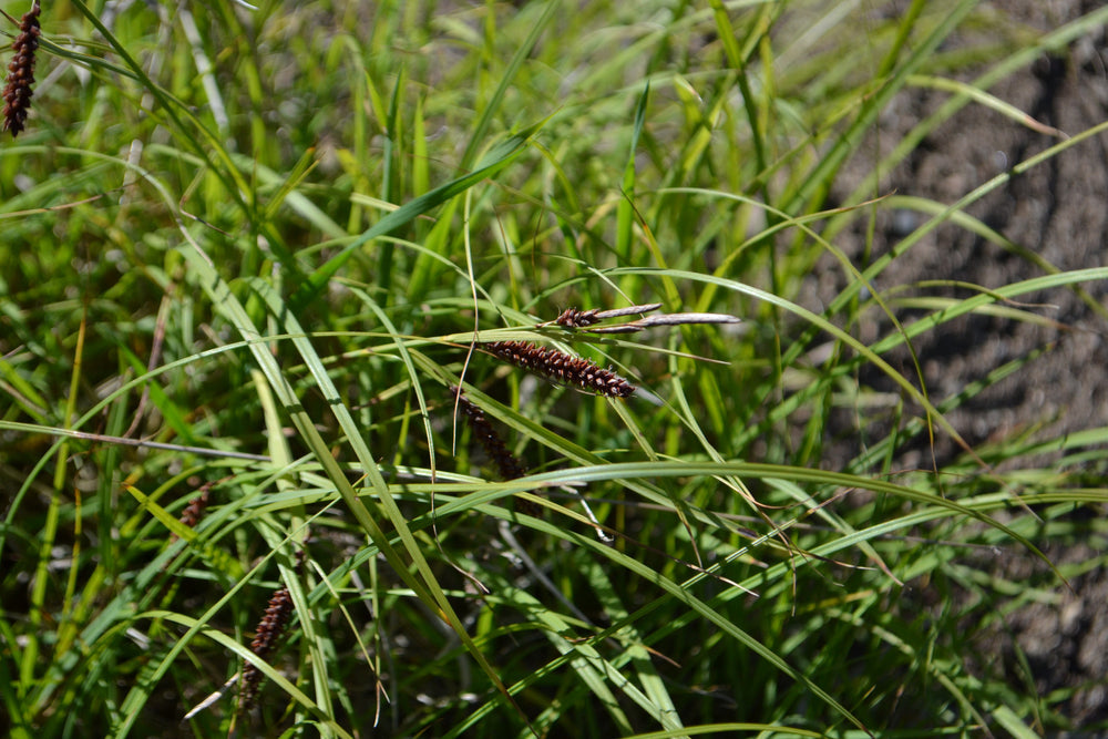 Carex flacca - Bog Pond Plants - BP022