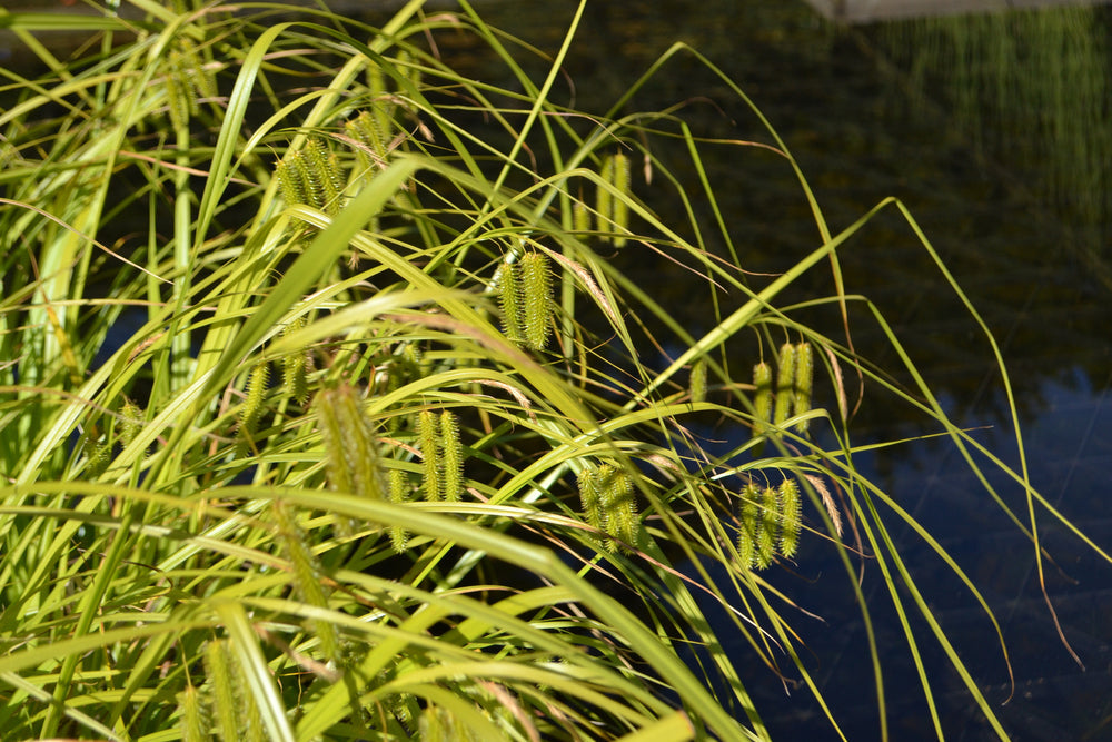 Carex pseudocyperus (Cyperus sedge) - Marginal Pond Plants - MBP025