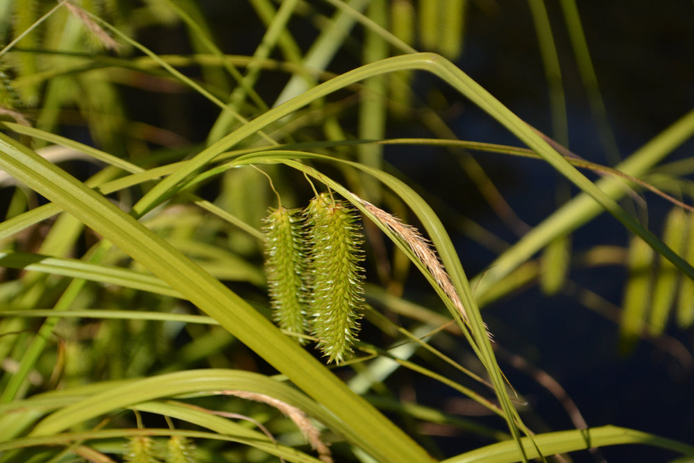 Carex pseudocyperus (Cyperus sedge) - Marginal Pond Plants - MBP025