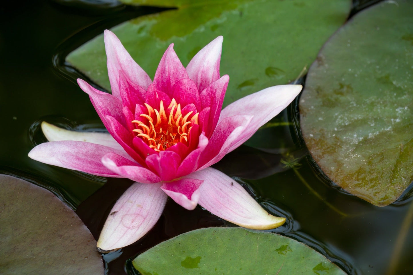 Charles de Meurville Water Lily - Pond Plants - VLW03