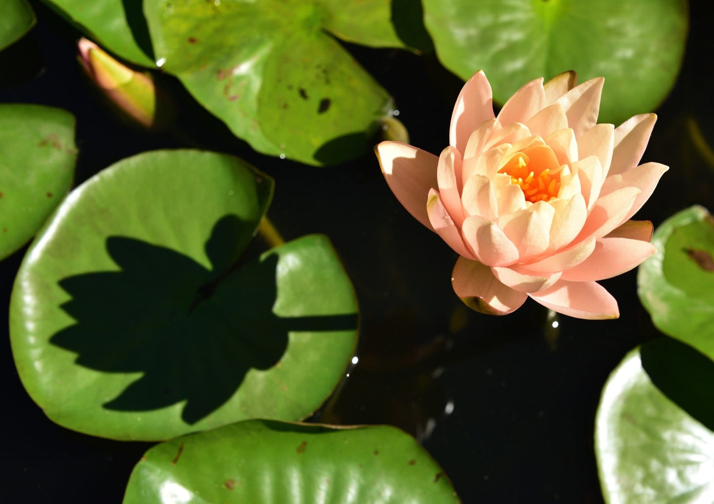 Clyde Ikins Water Lily - Pond Plants - LW06