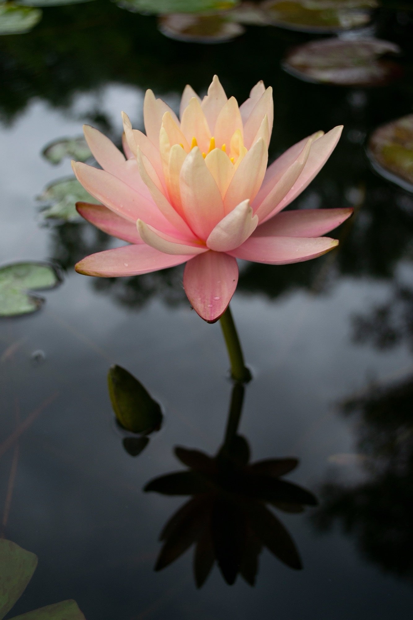 Clyde Ikins Water Lily - Pond Plants - LW06