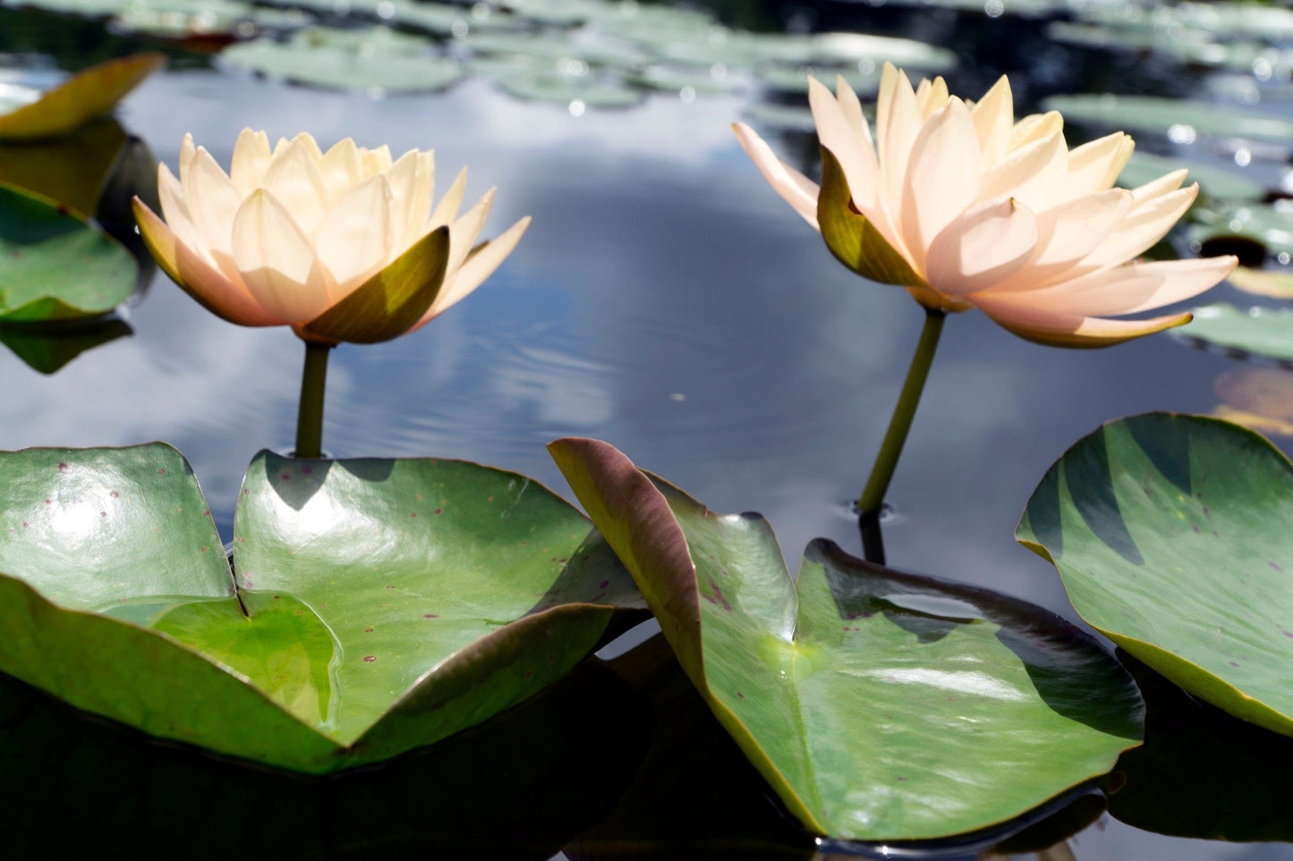 Clyde Ikins Water Lily - Pond Plants - LW06