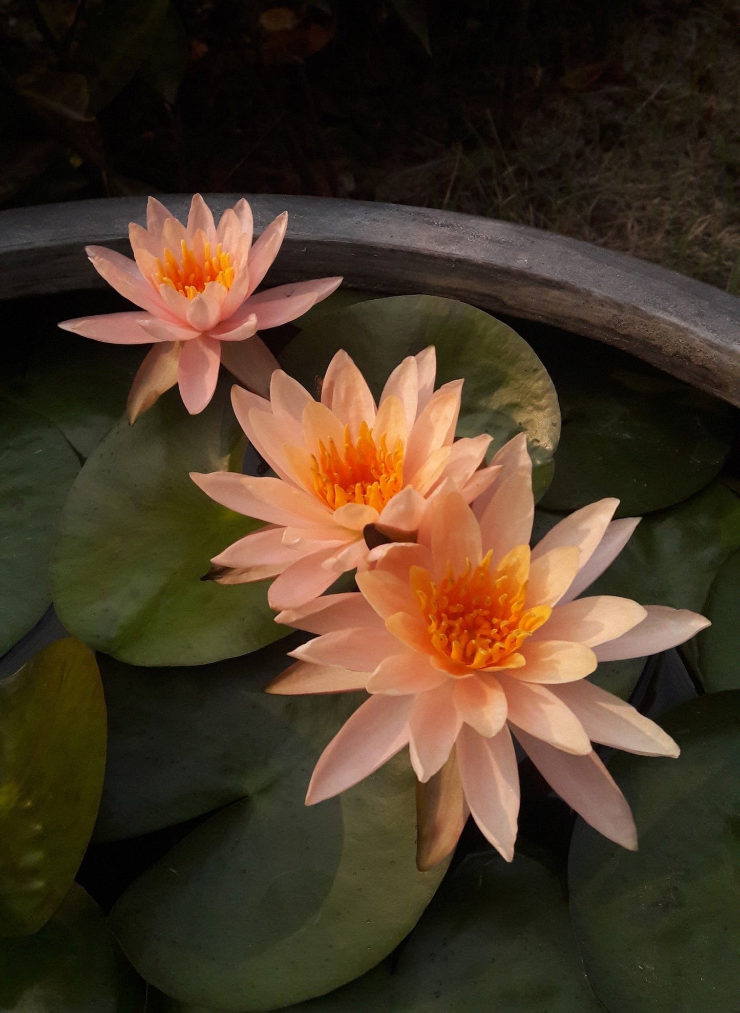 Colorado Water Lily - Pond Plants - SW01