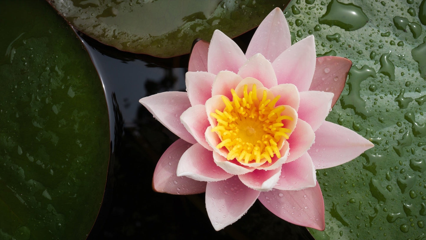 Colorado Water Lily - Pond Plants - SW01