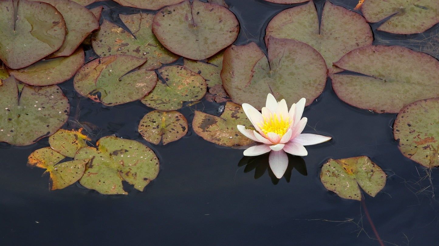 Comanche Water Lily - Pond Plants - SW02