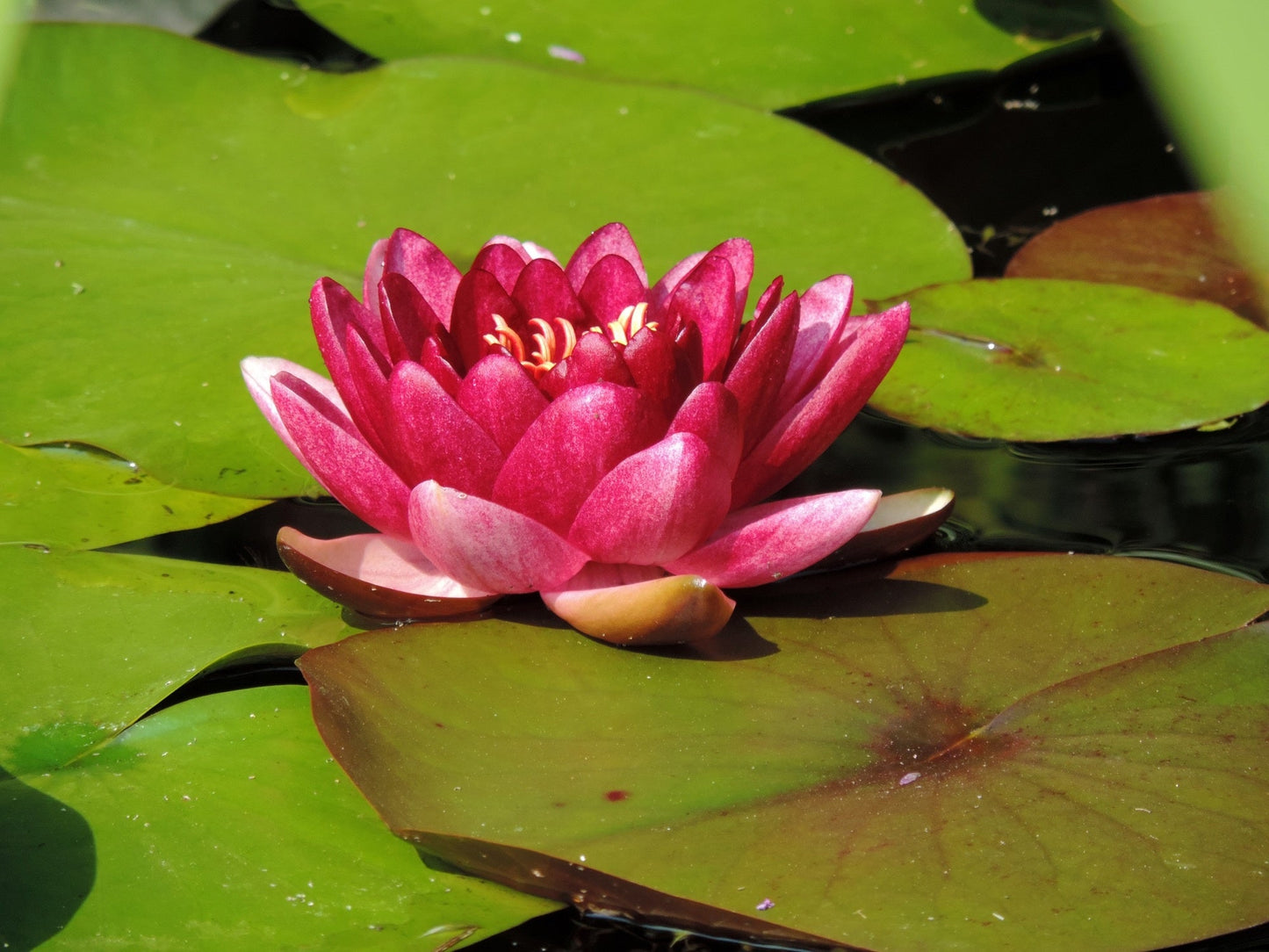 Conqueror Water Lily - Pond Plants - LW07
