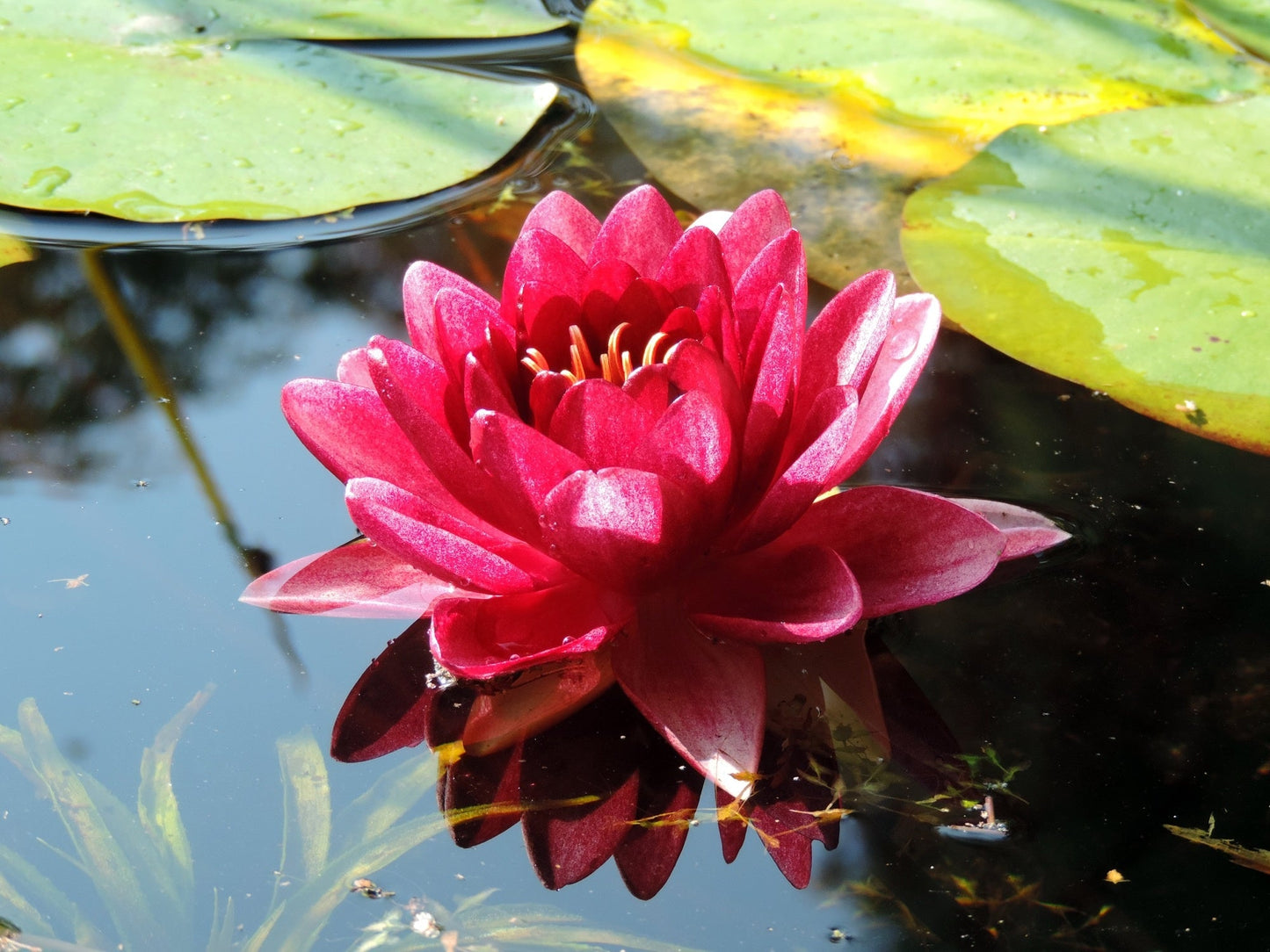 Conqueror Water Lily - Pond Plants - LW07