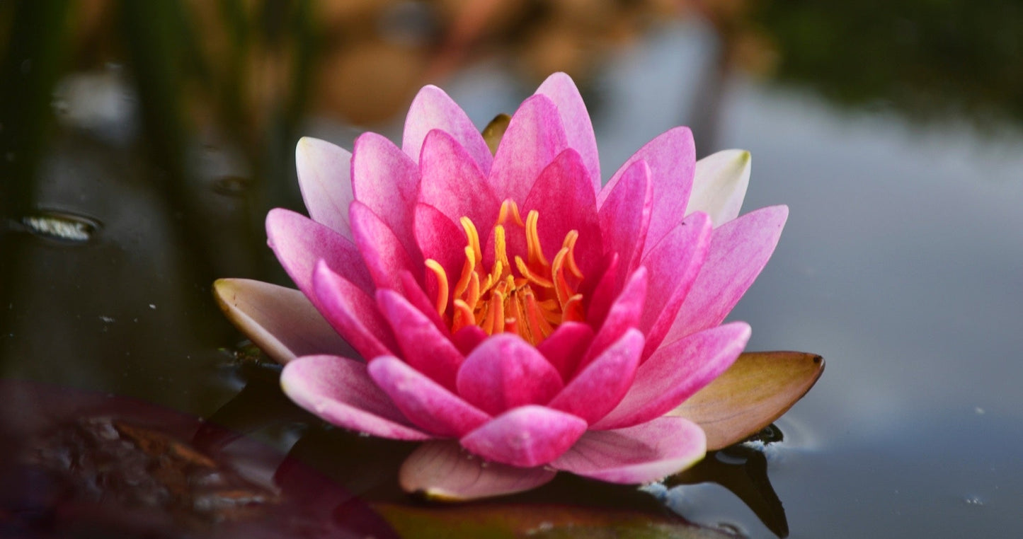 Conqueror Water Lily - Pond Plants - LW07