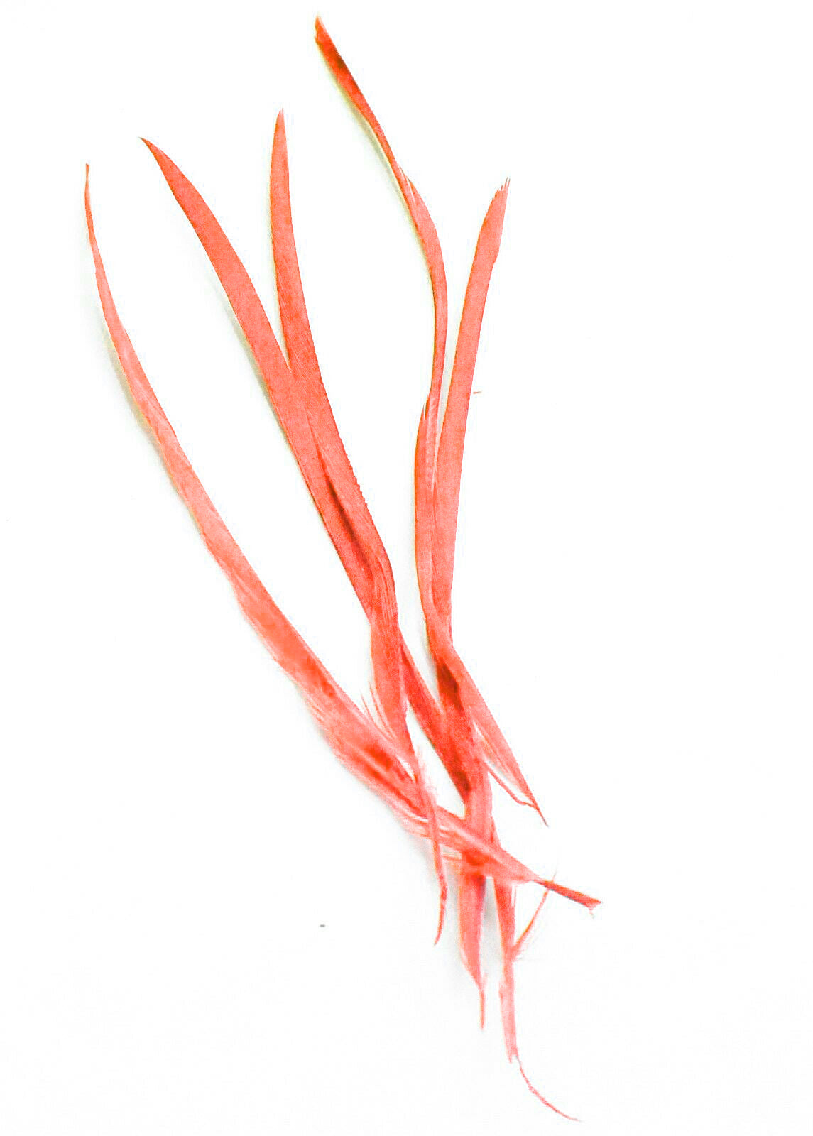 Long Fascinator Feathers Stripped Goose Biot Millinery Hats Trimmings Coloured