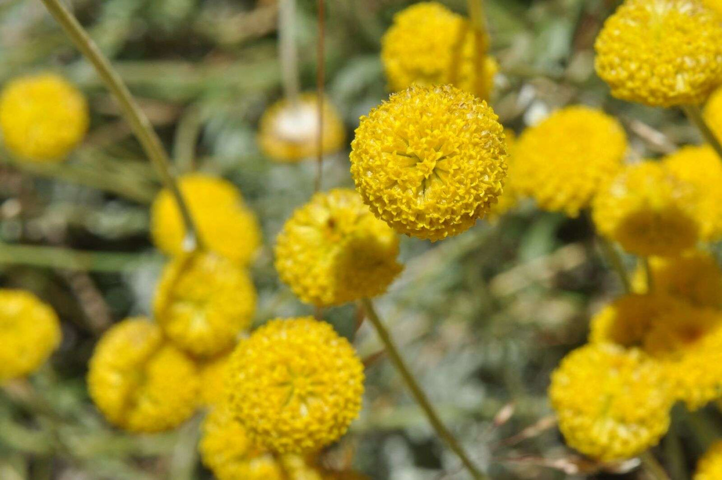 Cotula coronopifolia (Brass buttons) - Marginal Pond Plants - MP028