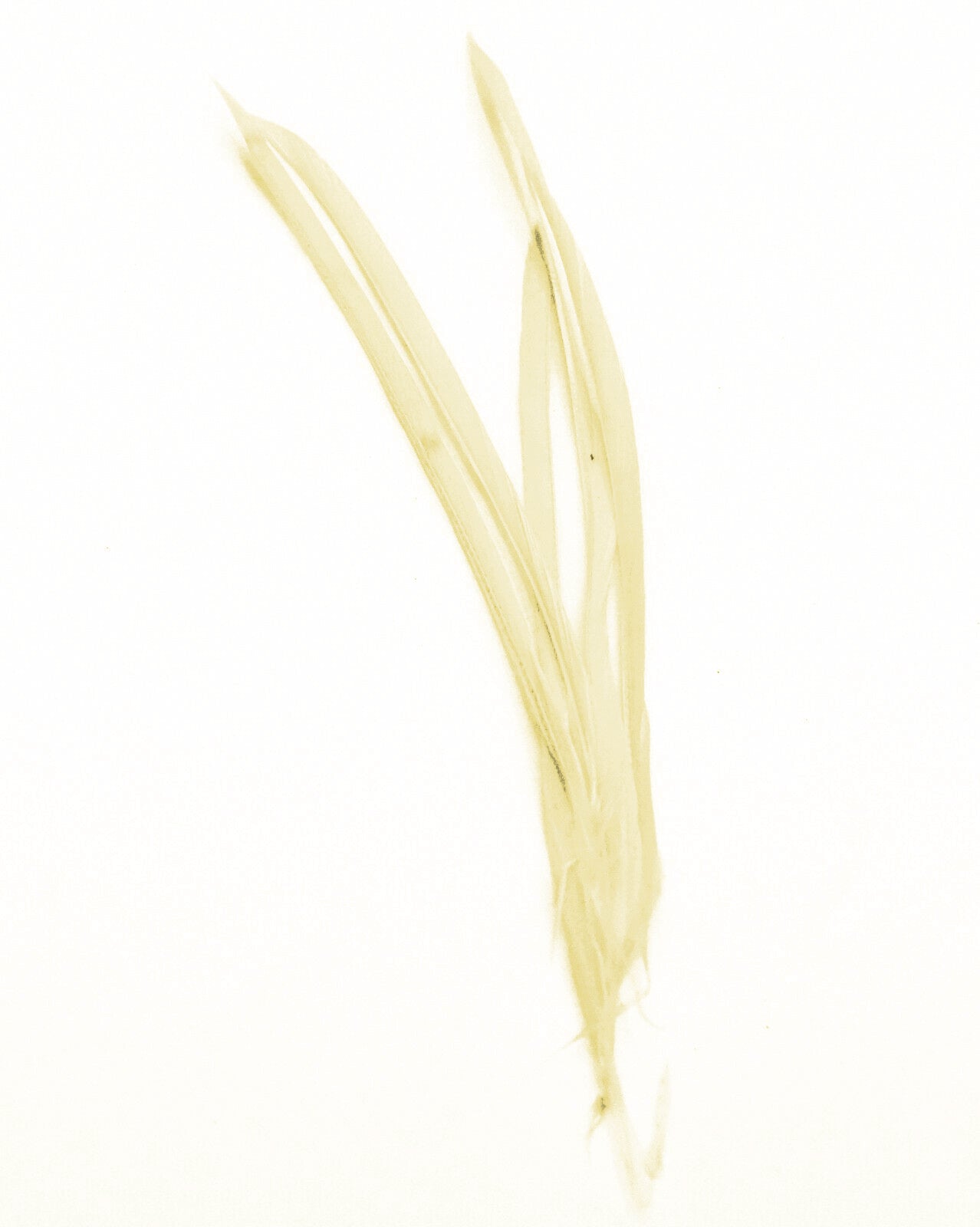 Long Fascinator Feathers Stripped Goose Biot Millinery Hats Trimmings Coloured