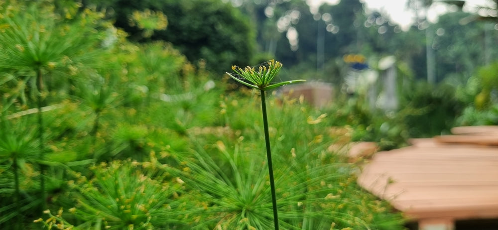 Cyperus Haspan Viviparus - Marginal Pond Plants  - Pond Plants - Water Plants - MBP031A