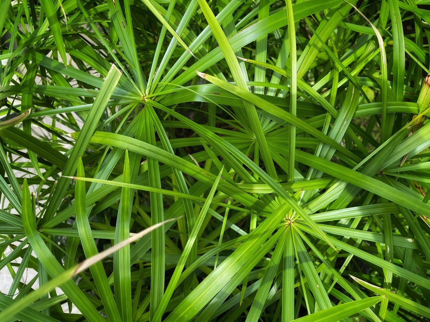 Cyperus papyrus (Egyptian paper rush) - Marginal Pond Plants - BP030