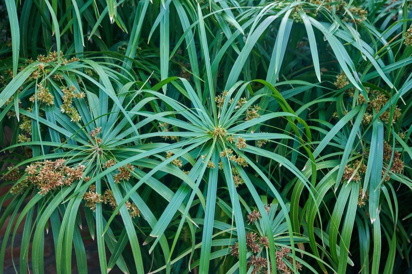 Cyperus papyrus (Egyptian paper rush) - Marginal Pond Plants - BP030